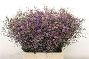 LIMONIUM SAF BLUE 70